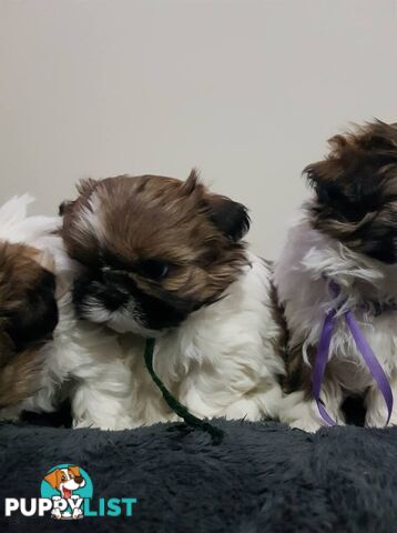shih tzu puppies DNA cleared by parentage