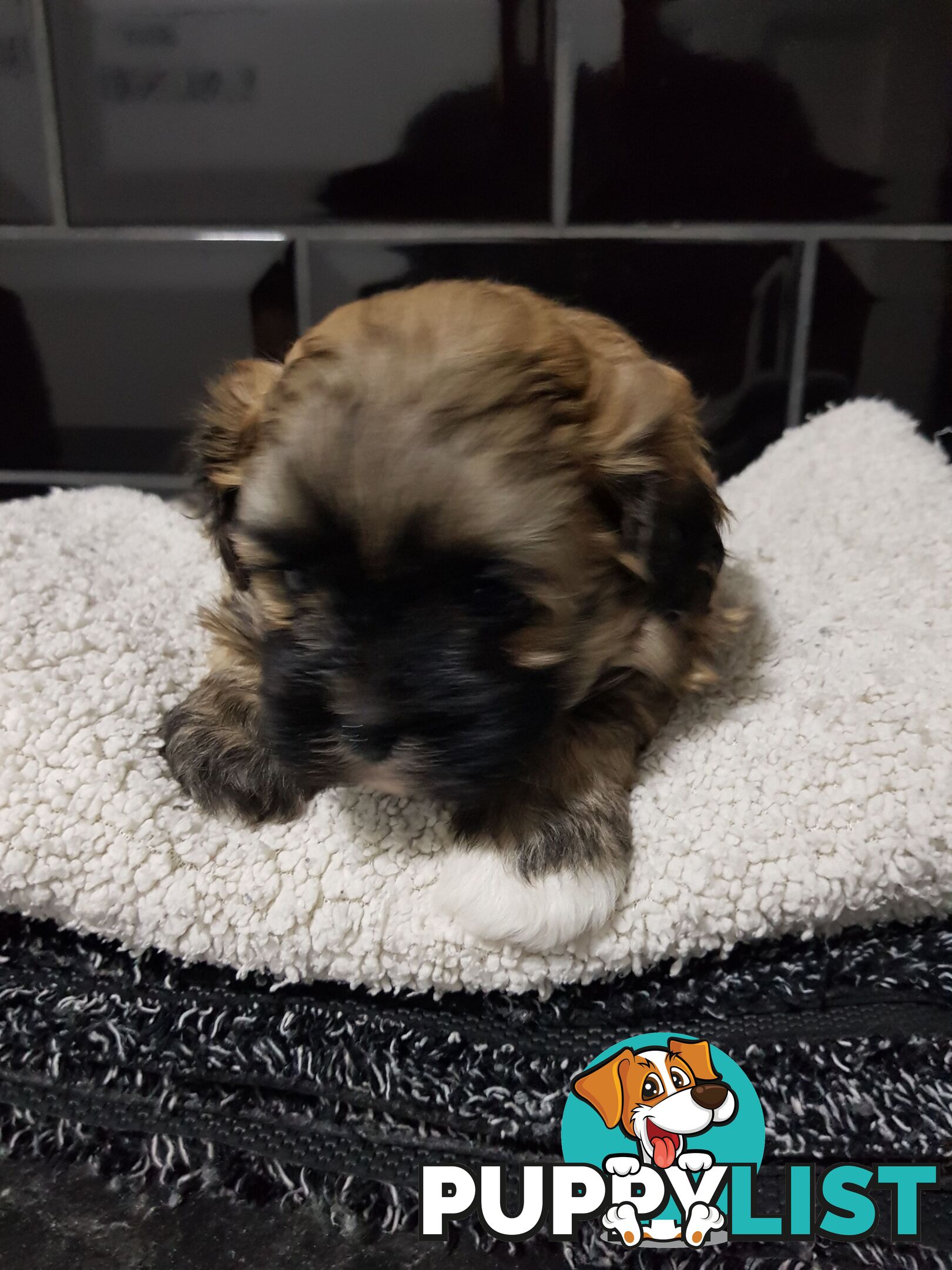 Toy  shoodle  shihtzu x Toy poodle