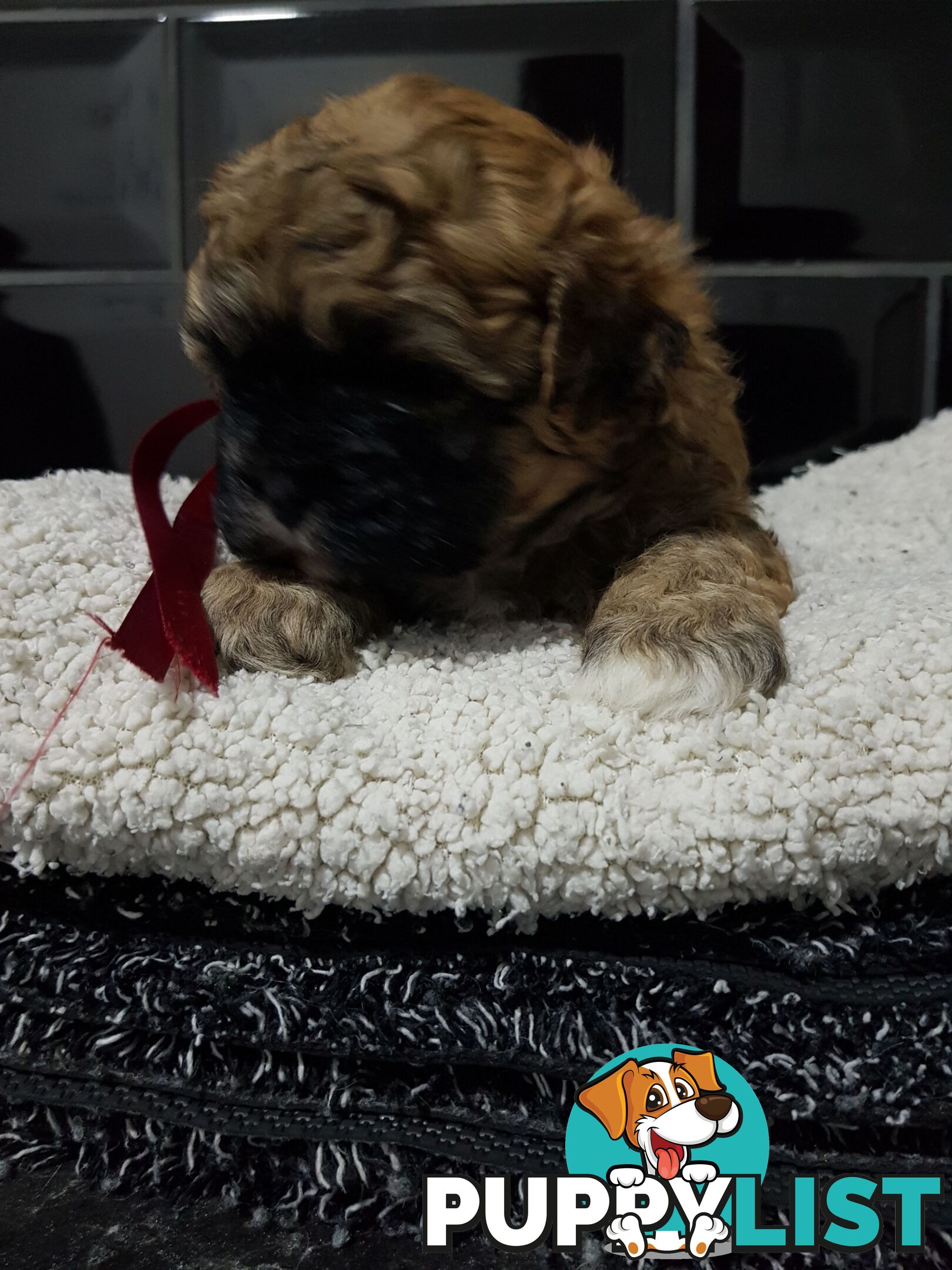 Toy  shoodle  shihtzu x Toy poodle