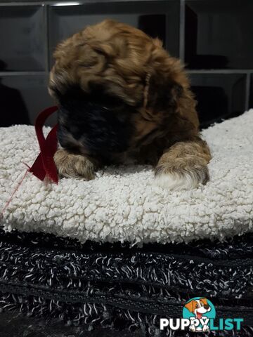 Toy  shoodle  shihtzu x Toy poodle