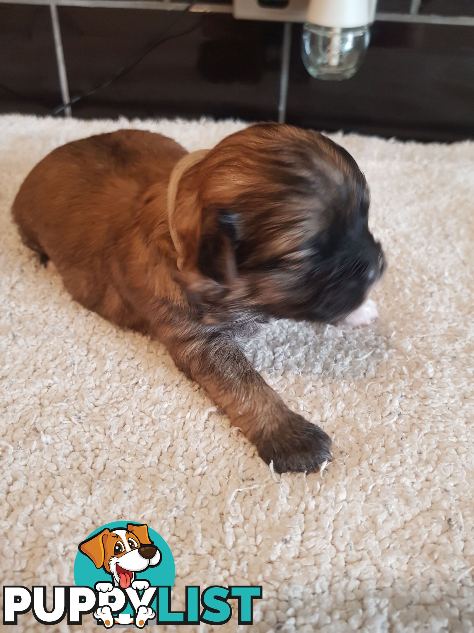 Toy  shoodle  shihtzu x Toy poodle