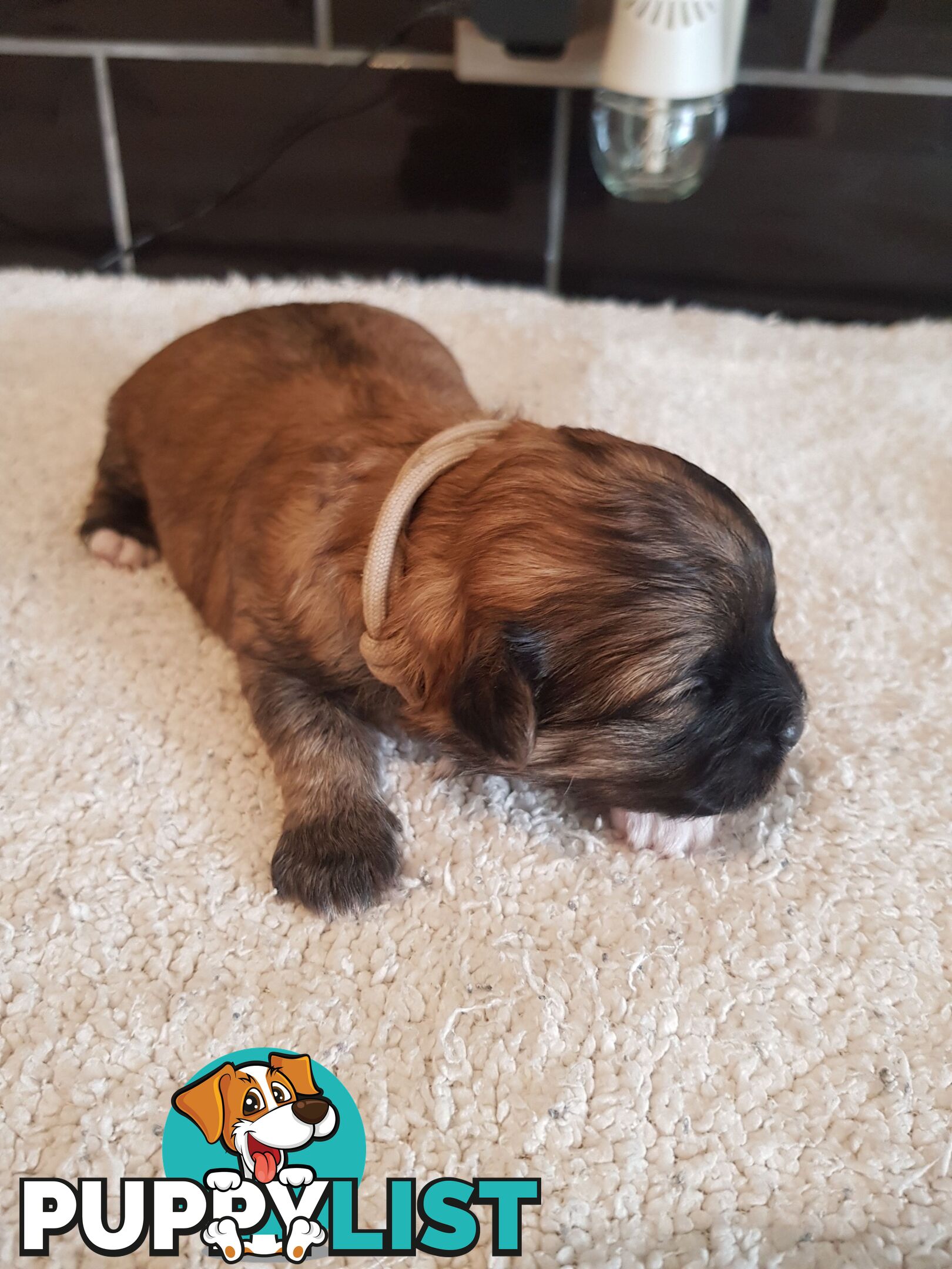 Toy  shoodle  shihtzu x Toy poodle