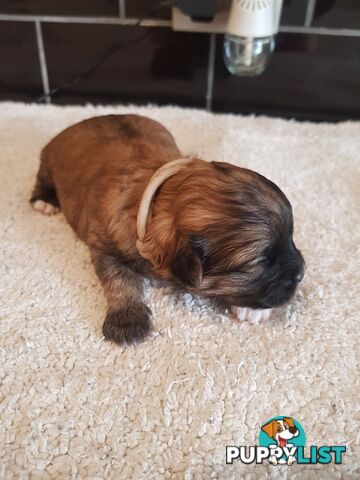 Toy  shoodle  shihtzu x Toy poodle