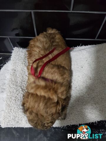 Toy  shoodle  shihtzu x Toy poodle