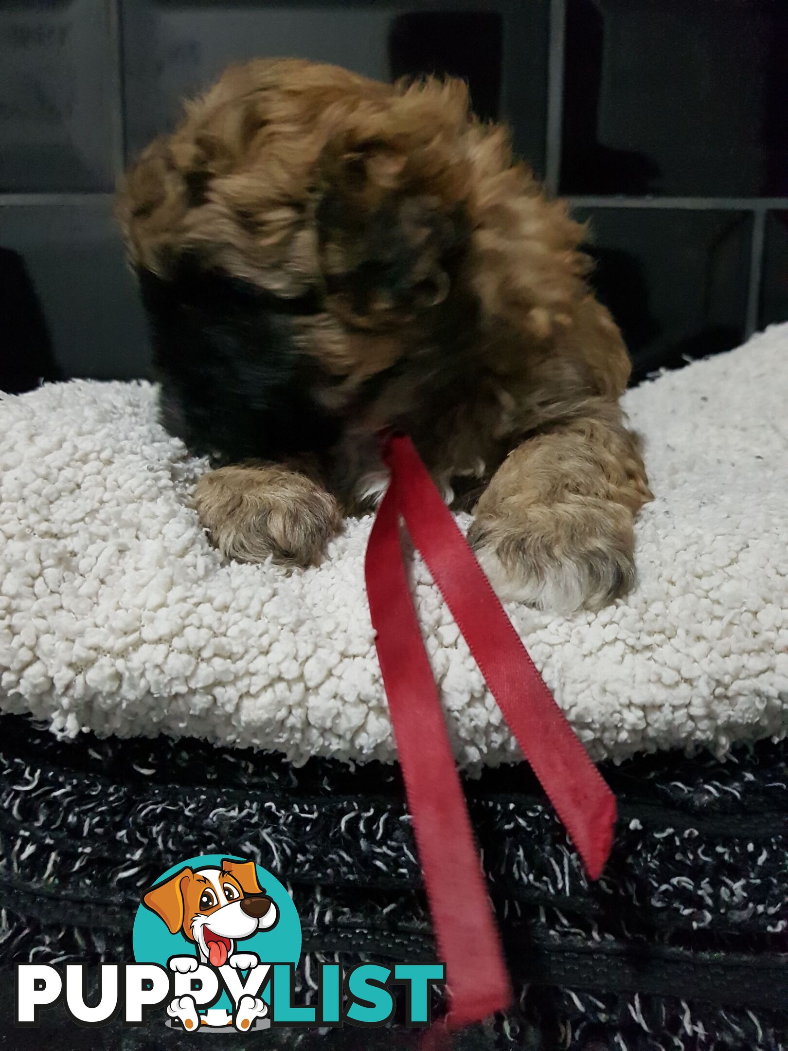 Toy  shoodle  shihtzu x Toy poodle