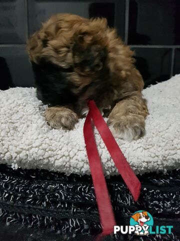 Toy  shoodle  shihtzu x Toy poodle