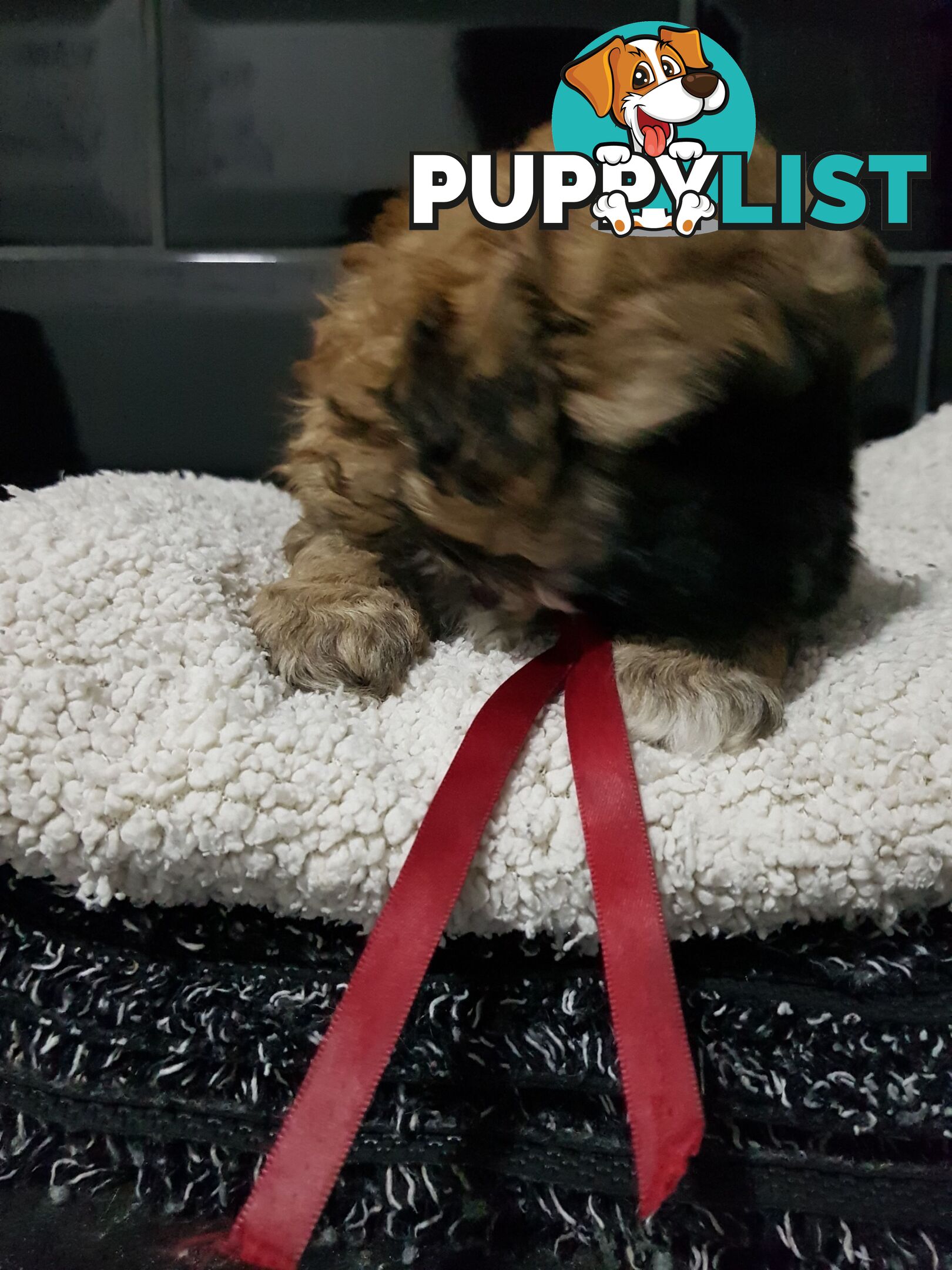 Toy  shoodle  shihtzu x Toy poodle