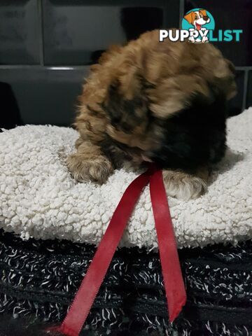 Toy  shoodle  shihtzu x Toy poodle