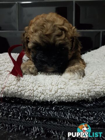 Toy  shoodle  shihtzu x Toy poodle