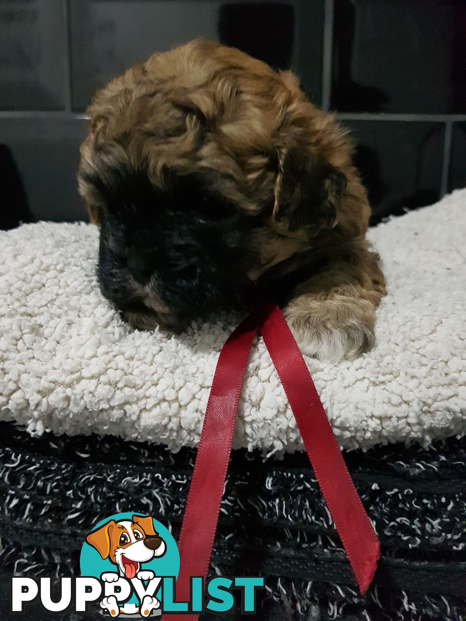 Toy  shoodle  shihtzu x Toy poodle