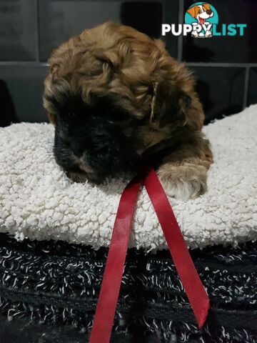 Toy  shoodle  shihtzu x Toy poodle