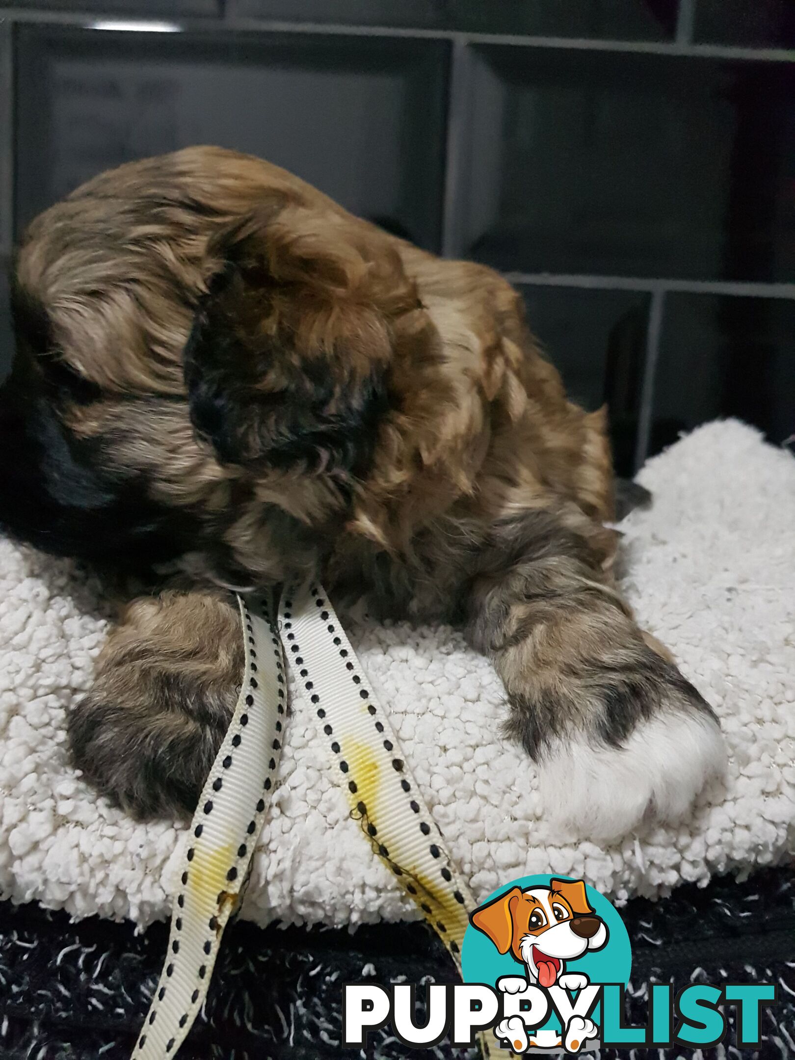 Toy  shoodle  shihtzu x Toy poodle