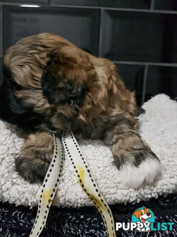 Toy  shoodle  shihtzu x Toy poodle