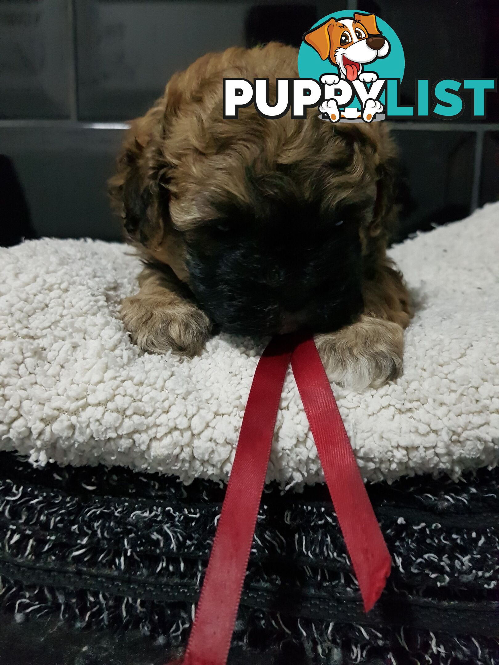 Toy  shoodle  shihtzu x Toy poodle