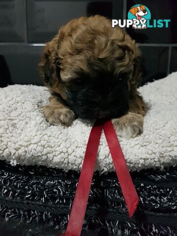 Toy  shoodle  shihtzu x Toy poodle