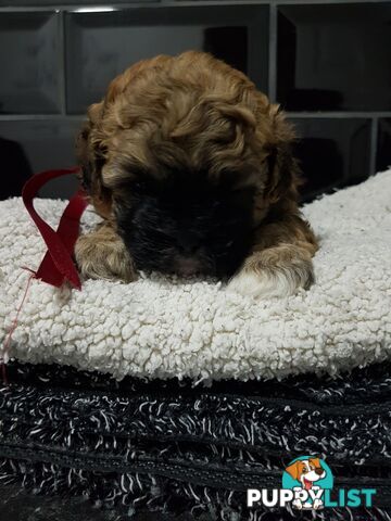 Toy  shoodle  shihtzu x Toy poodle