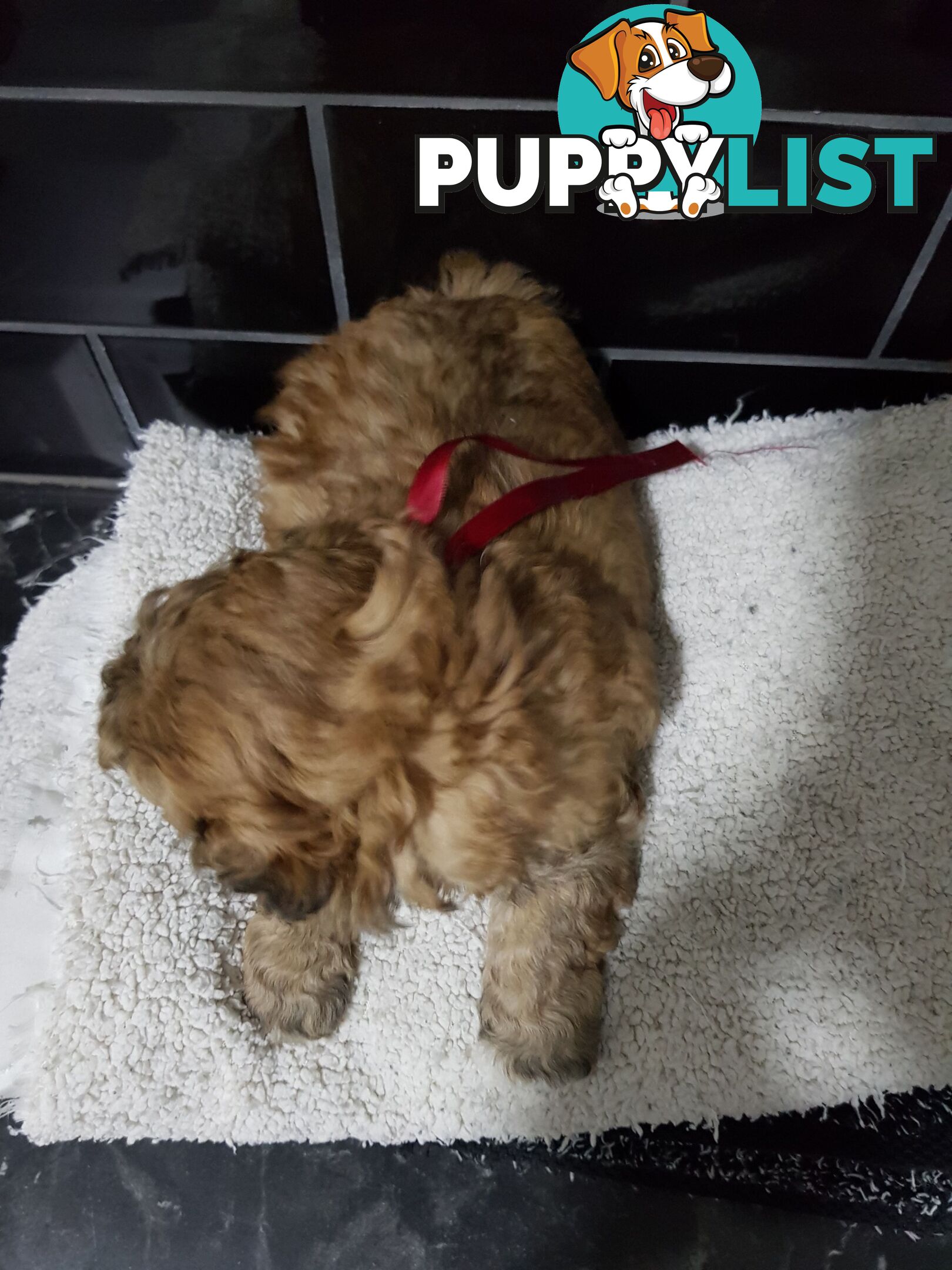 Toy  shoodle  shihtzu x Toy poodle