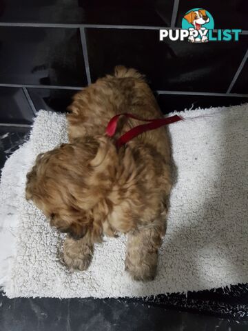 Toy  shoodle  shihtzu x Toy poodle