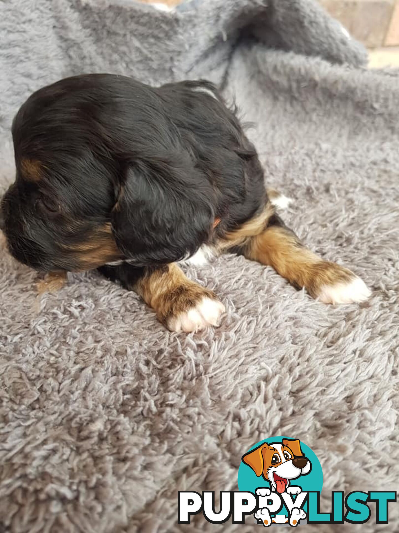 Toy Cavoodle Toy Poodle x King charles cavalier