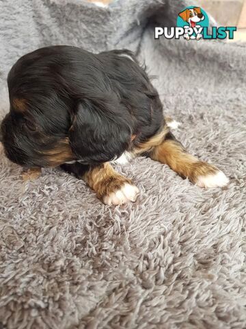 Toy Cavoodle Toy Poodle x King charles cavalier