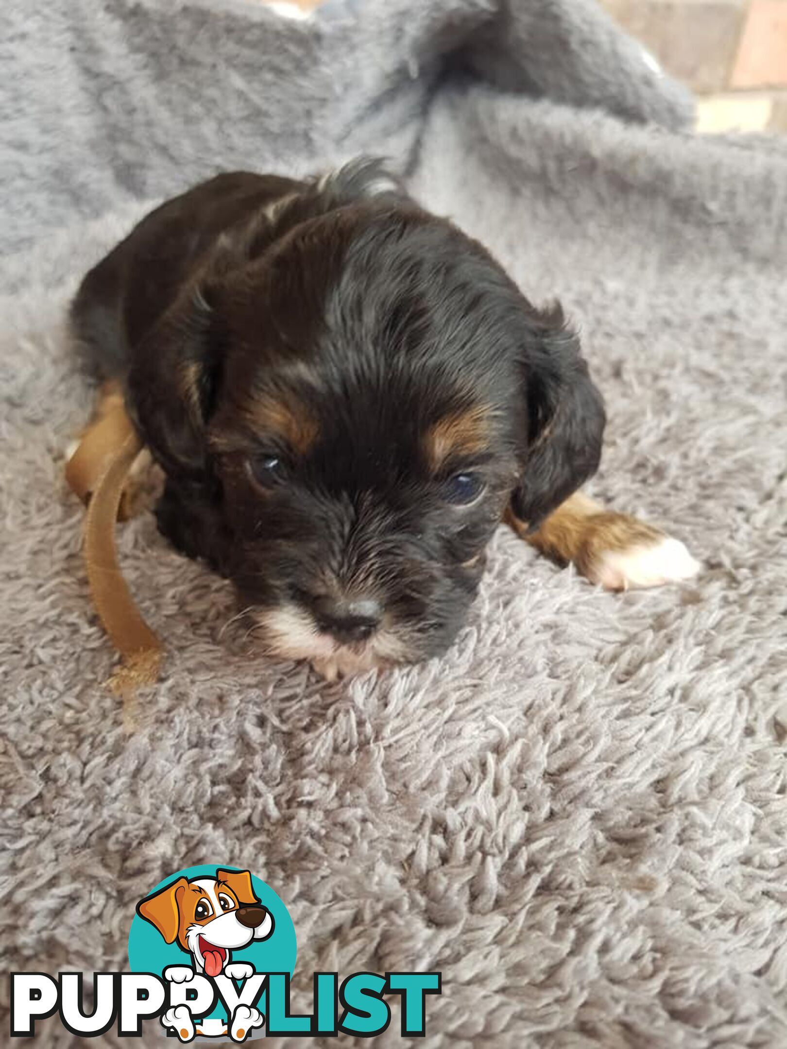 Toy Cavoodle Toy Poodle x King charles cavalier