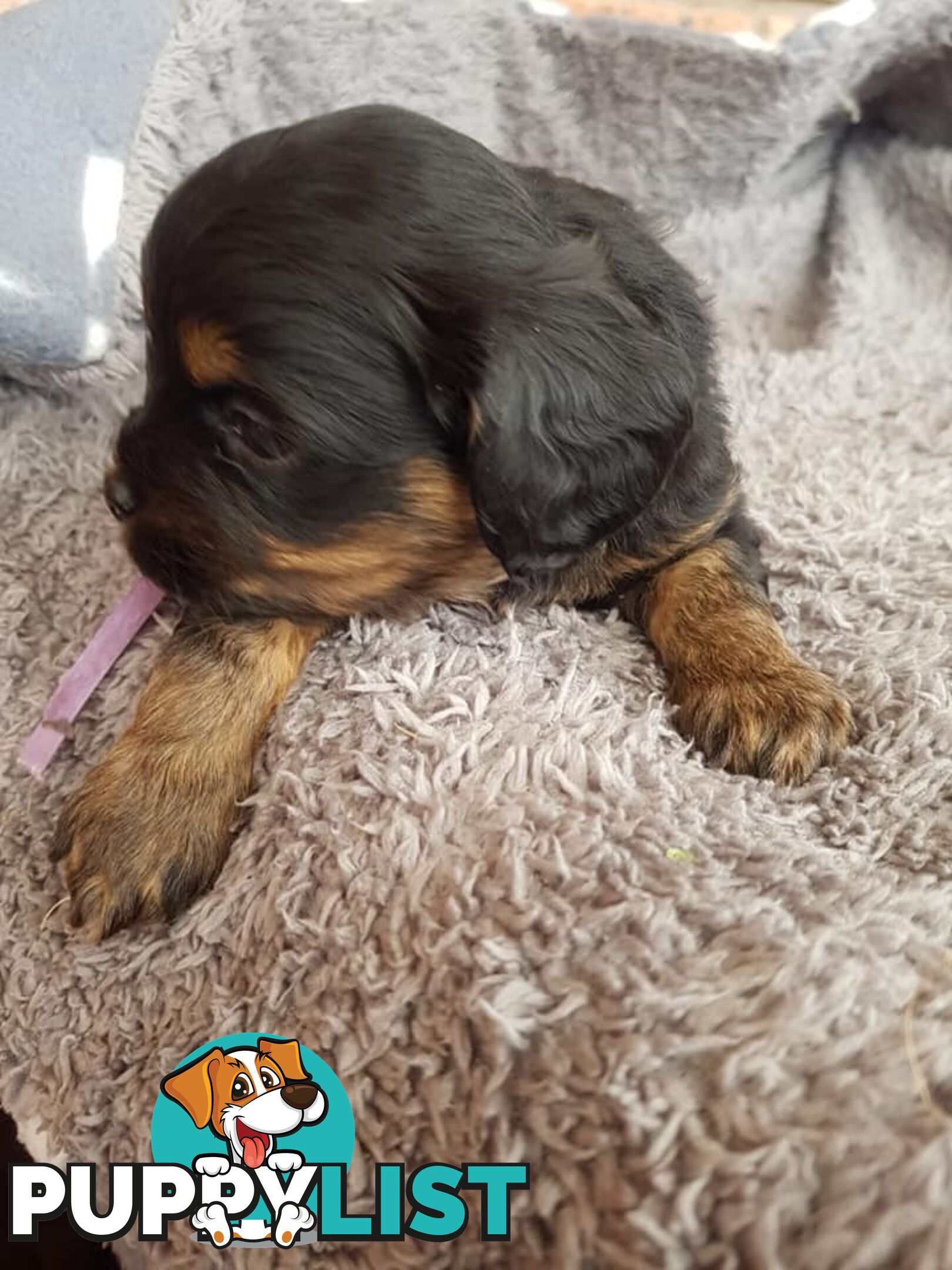 Toy Cavoodle Toy Poodle x King charles cavalier