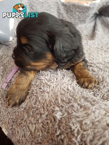 Toy Cavoodle Toy Poodle x King charles cavalier