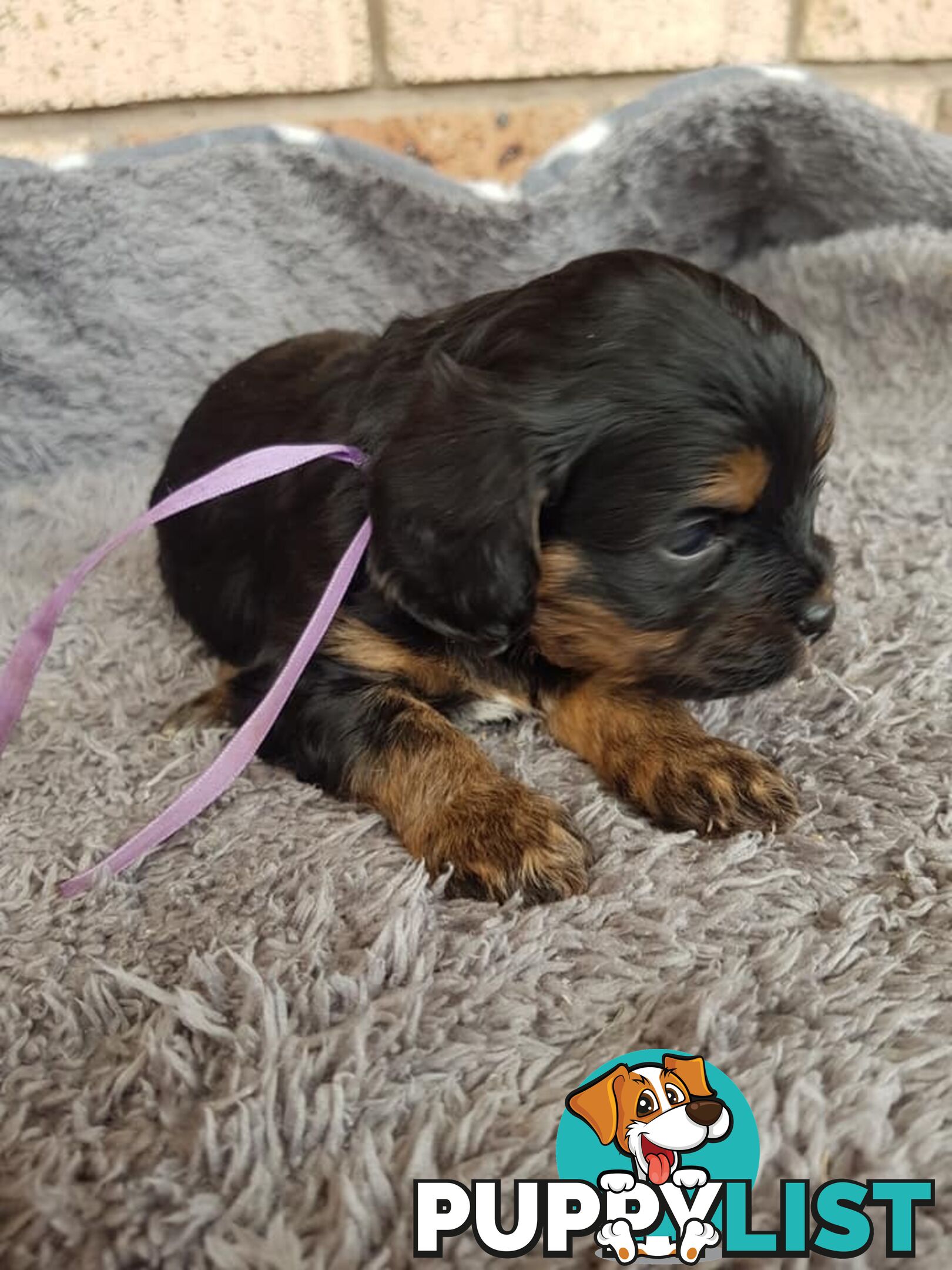 Toy Cavoodle Toy Poodle x King charles cavalier