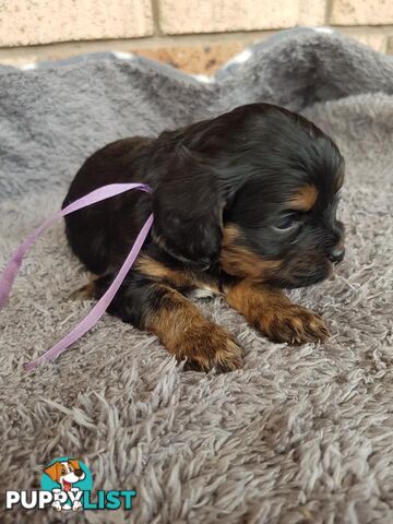 Toy Cavoodle Toy Poodle x King charles cavalier