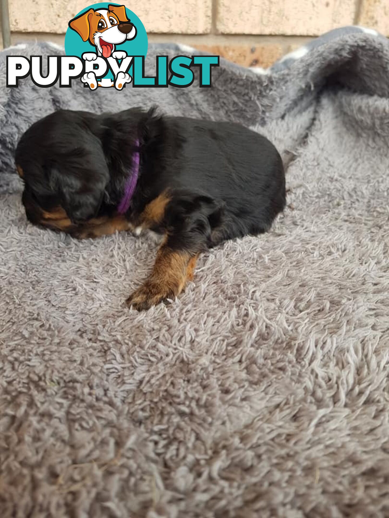 Toy Cavoodle Toy Poodle x King charles cavalier