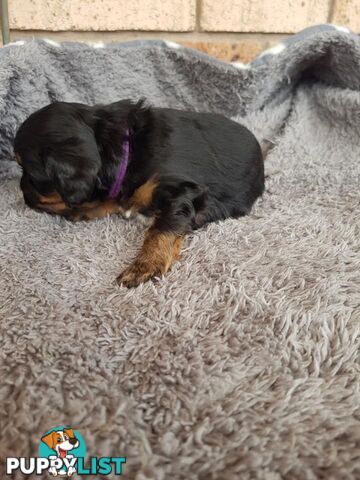 Toy Cavoodle Toy Poodle x King charles cavalier