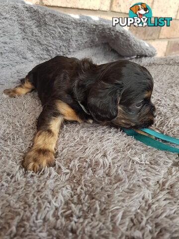 Toy Cavoodle Toy Poodle x King charles cavalier