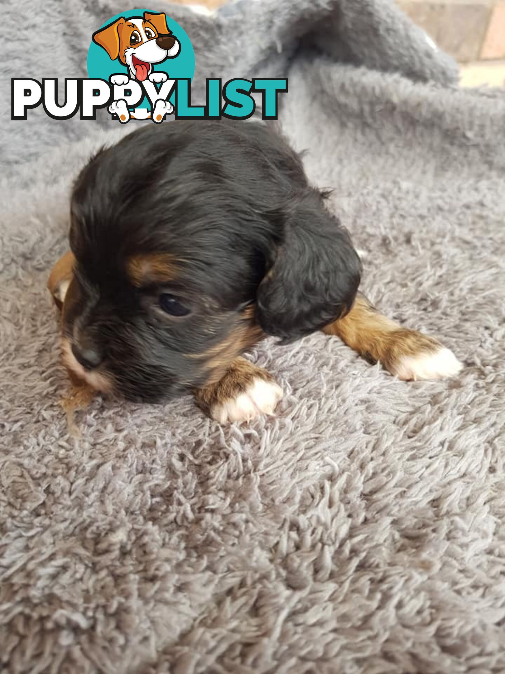 Toy Cavoodle Toy Poodle x King charles cavalier