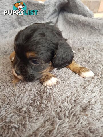 Toy Cavoodle Toy Poodle x King charles cavalier