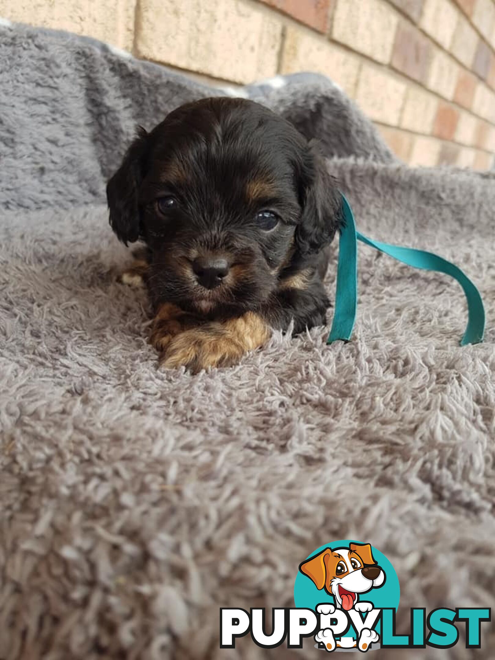 Toy Cavoodle Toy Poodle x King charles cavalier