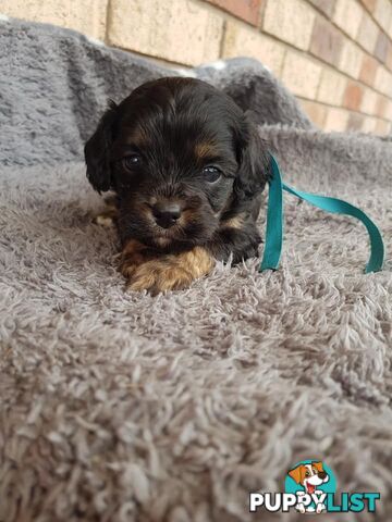 Toy Cavoodle Toy Poodle x King charles cavalier