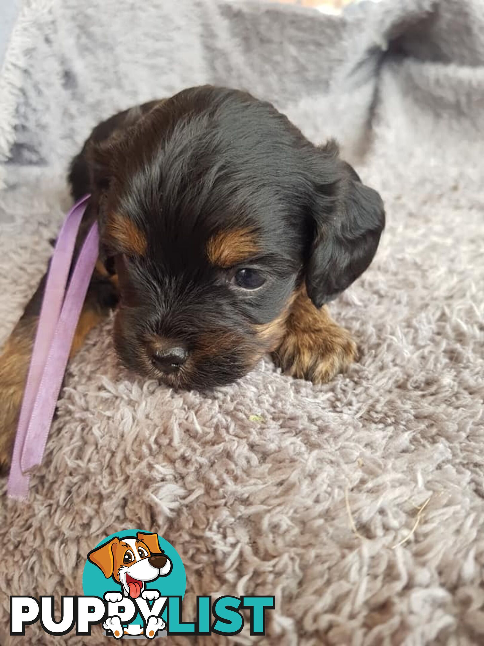 Toy Cavoodle Toy Poodle x King charles cavalier