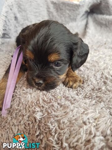 Toy Cavoodle Toy Poodle x King charles cavalier