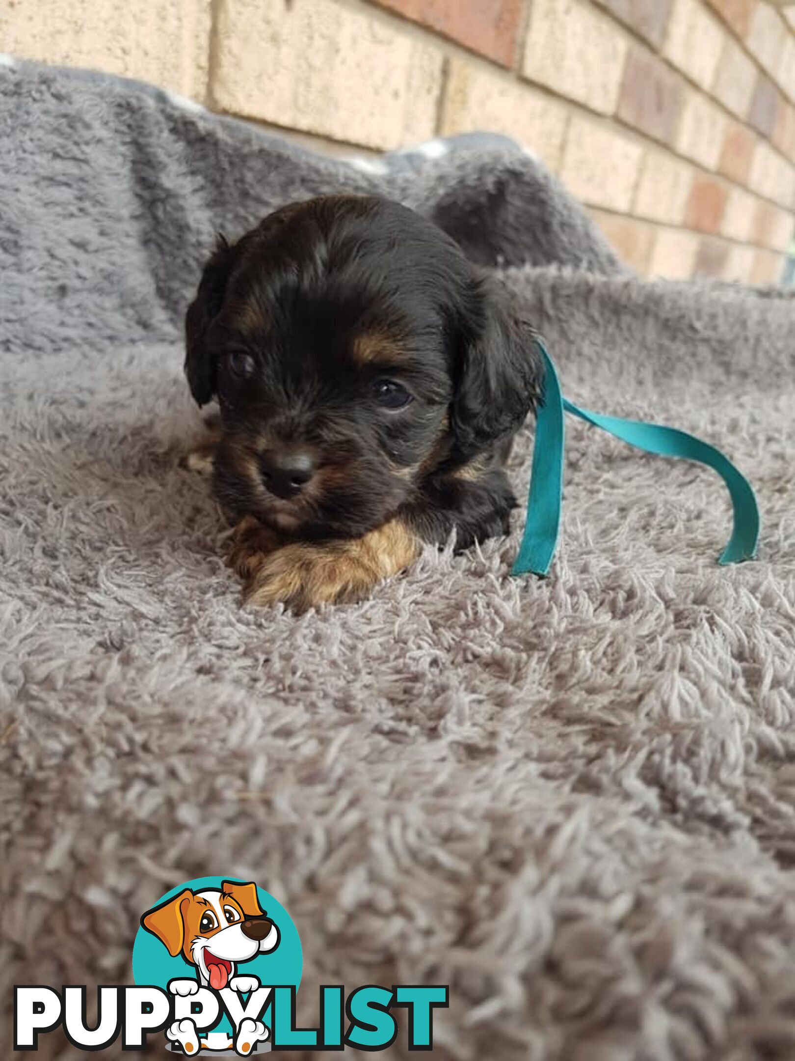 Toy Cavoodle Toy Poodle x King charles cavalier