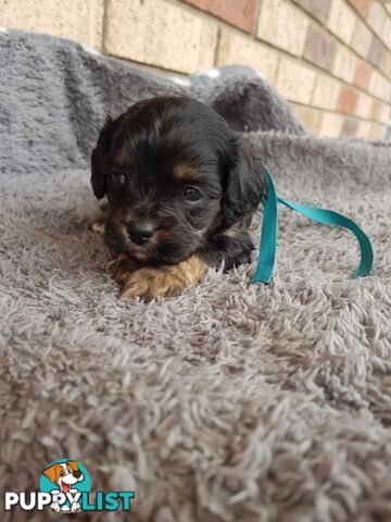 Toy Cavoodle Toy Poodle x King charles cavalier