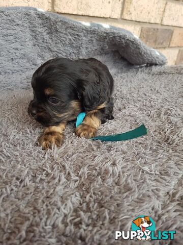 Toy Cavoodle Toy Poodle x King charles cavalier