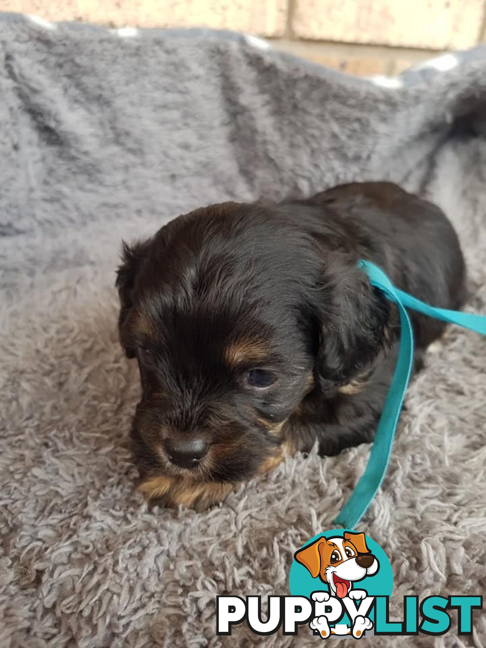 Toy Cavoodle Toy Poodle x King charles cavalier