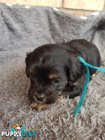 Toy Cavoodle Toy Poodle x King charles cavalier