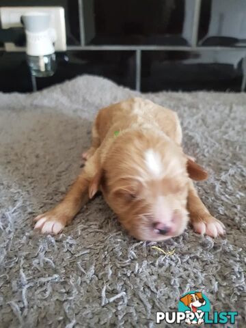 Toy Cavoodle Toy Poodle x King charles cavalier