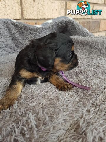 Toy Cavoodle Toy Poodle x King charles cavalier