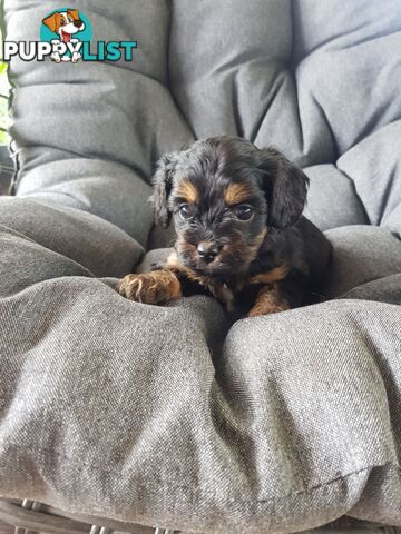 Toy Cavoodle Toy Poodle x King charles cavalier