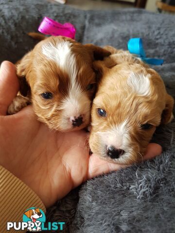 toy cavoodle   king charles cavalier x toy poodle