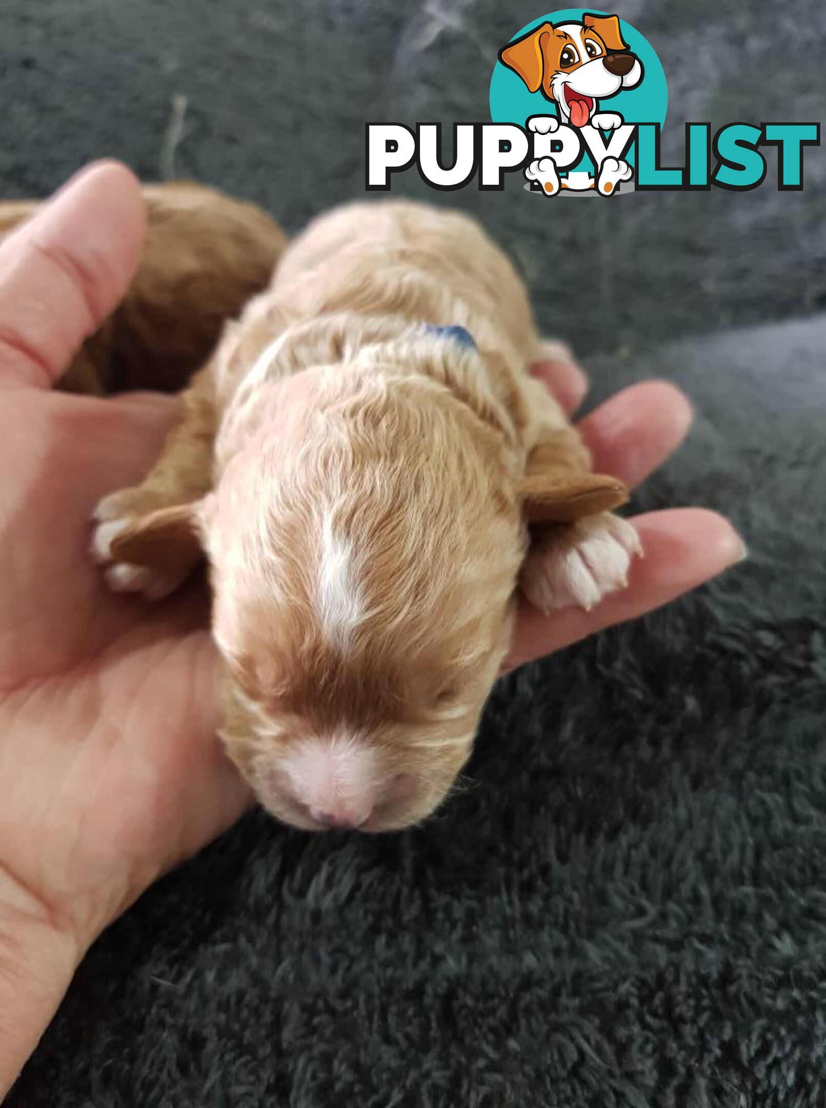 toy cavoodle   king charles cavalier x toy poodle