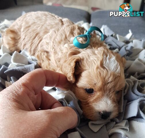 toy cavoodle   king charles cavalier x toy poodle