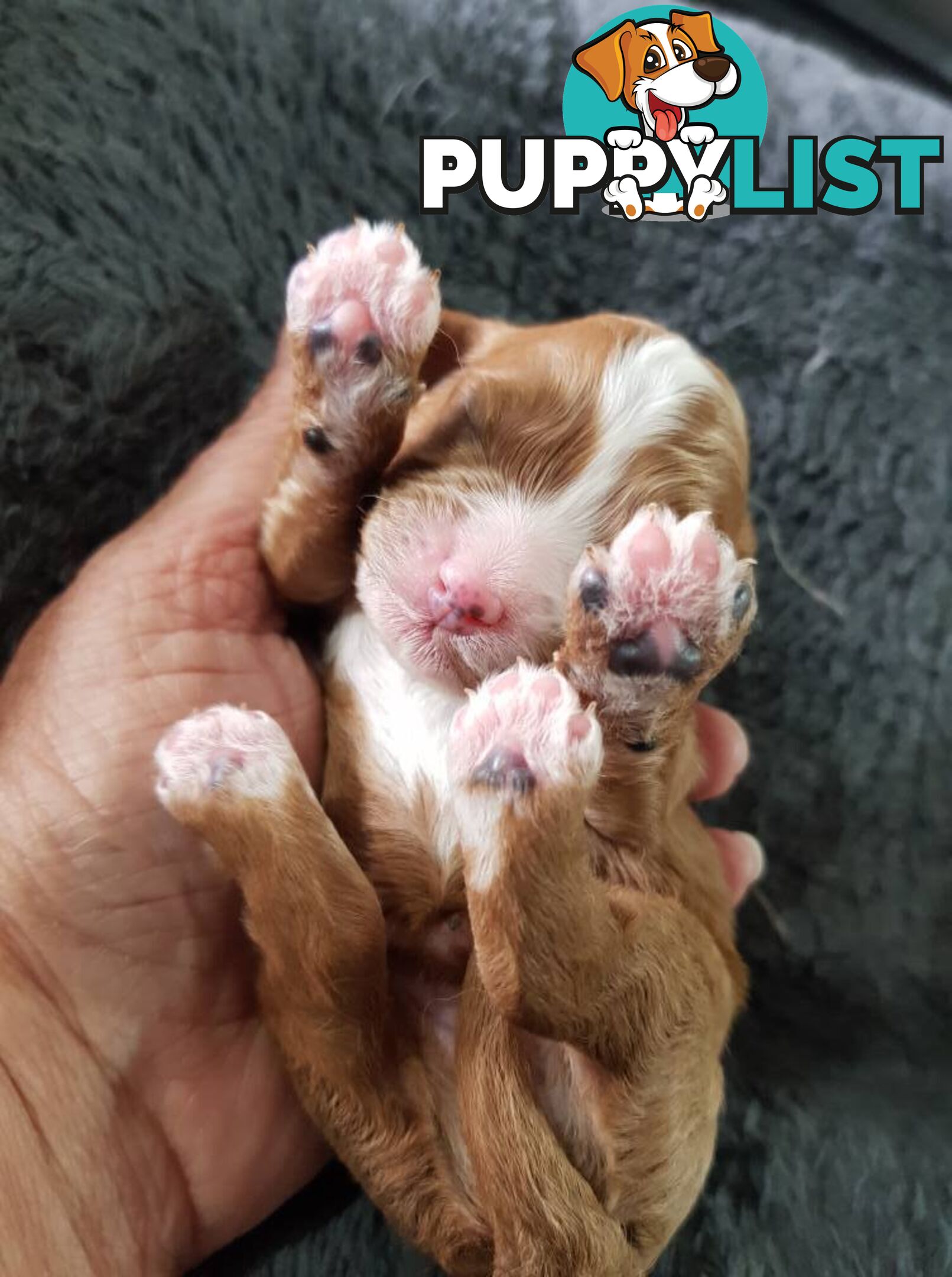 toy cavoodle   king charles cavalier x toy poodle